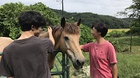 馬と挨拶